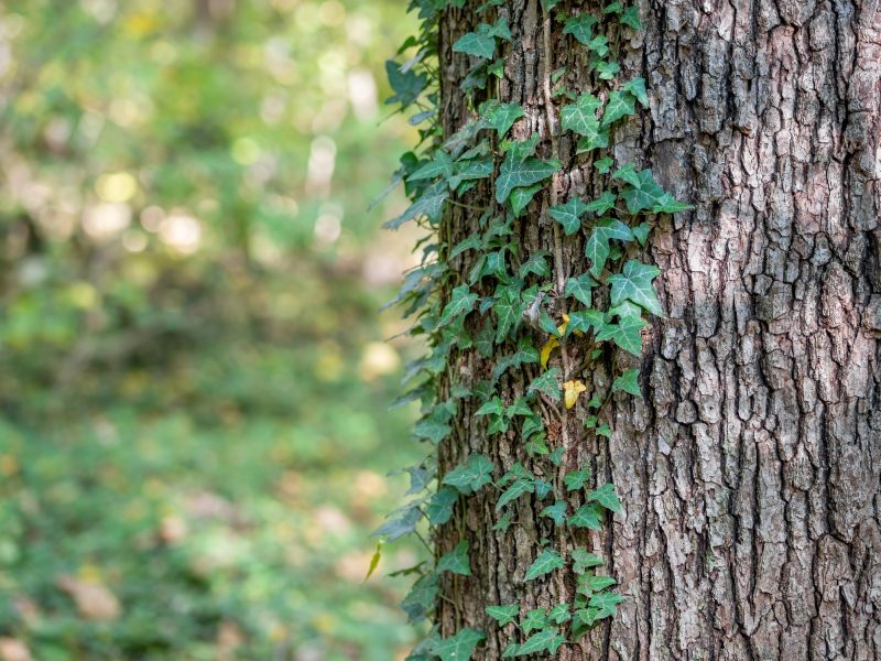 Kudzu Vines on Trees