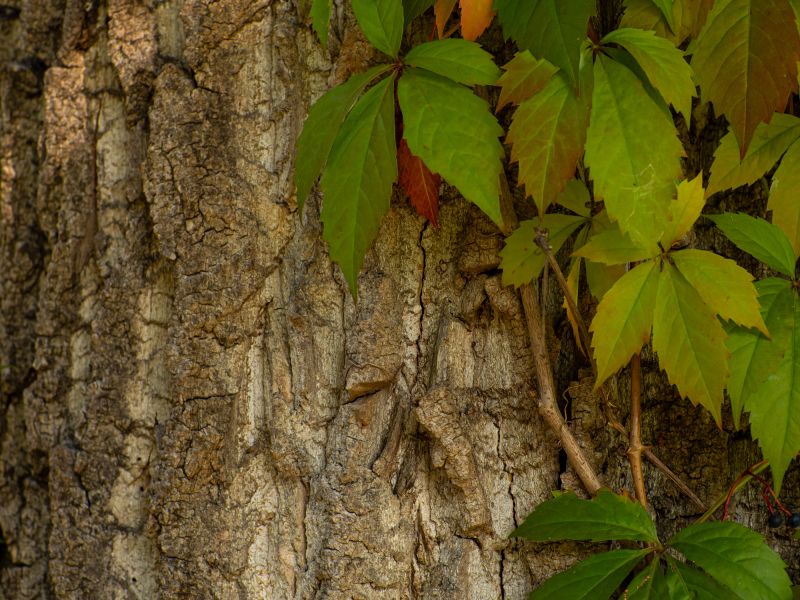 Spring Kudzu Growth