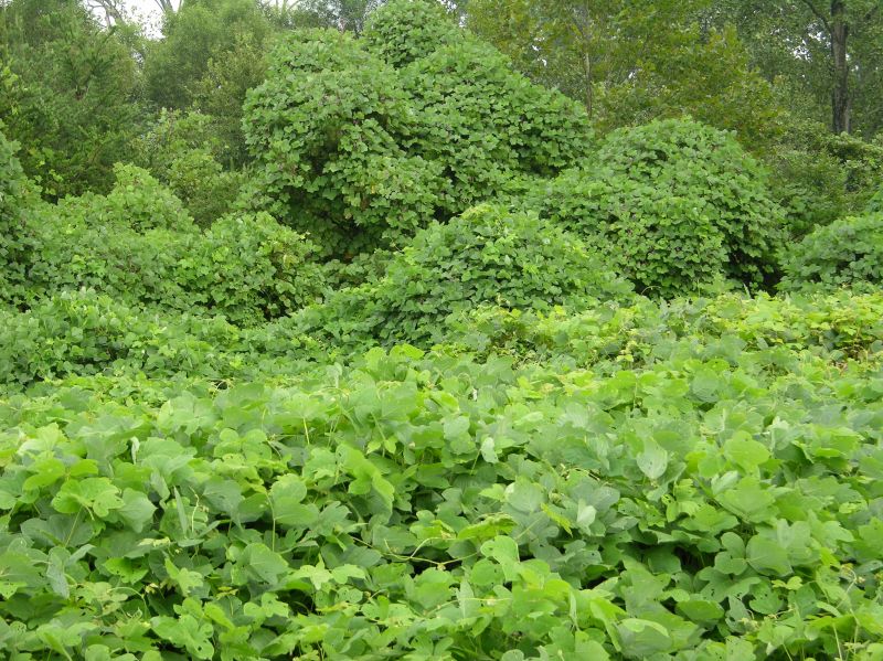 Kudzu Overgrowth