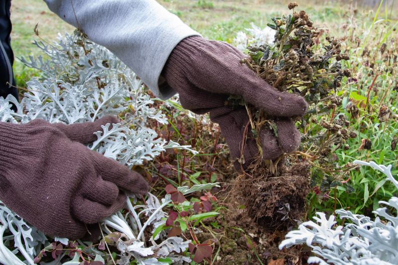 Kudzu Roots After Removal