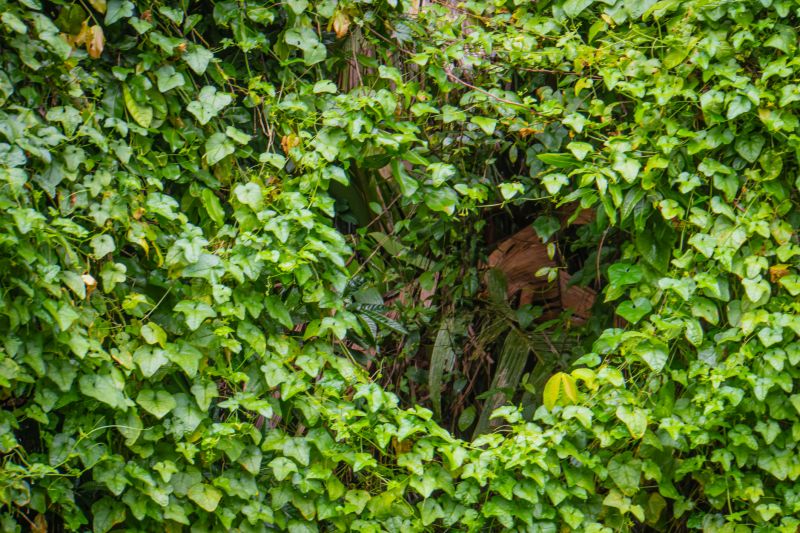 Preventing Kudzu Regrowth